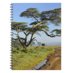 Primitiv jordväg och akacieträd, Lake Nakuru Anteckningsbok