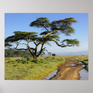 Primitiv jordväg och akacieträd, Lake Nakuru Poster