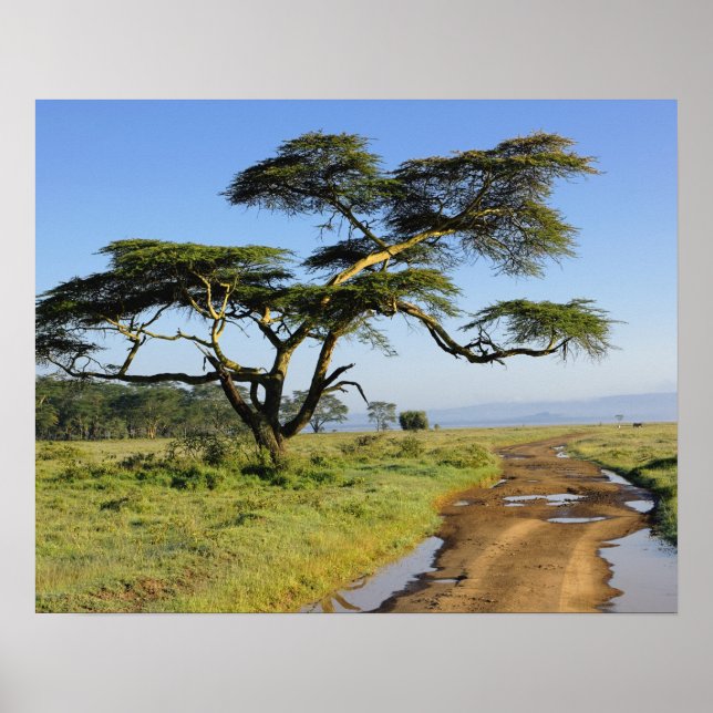 Primitiv jordväg och akacieträd, Lake Nakuru Poster (Framsidan)