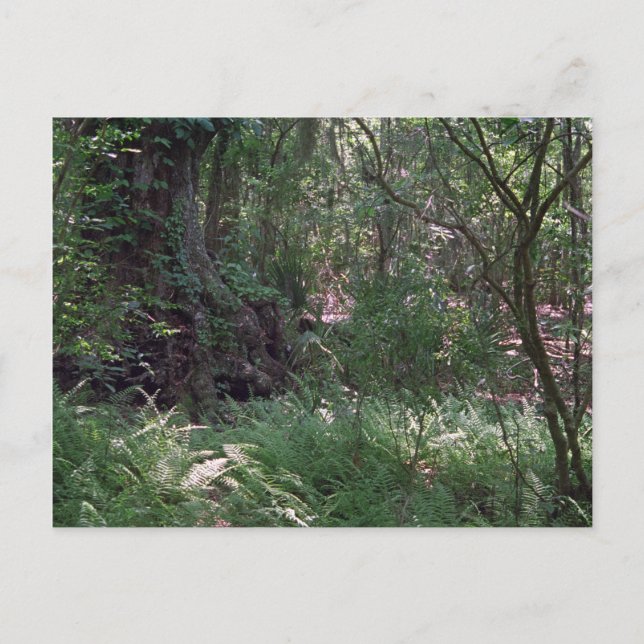 Primordial Forest Anpassningsbar Louisiana Photo P Vykort (Framsida)