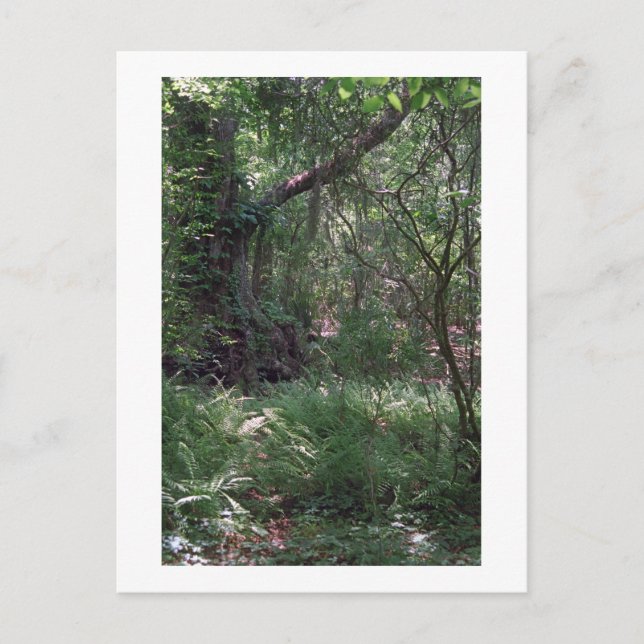 Primordial Forest Anpassningsbar Louisiana Photo P Vykort (Framsida)
