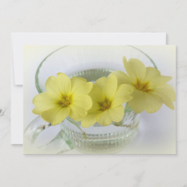 primrose i kaffe kopp (Framsida)