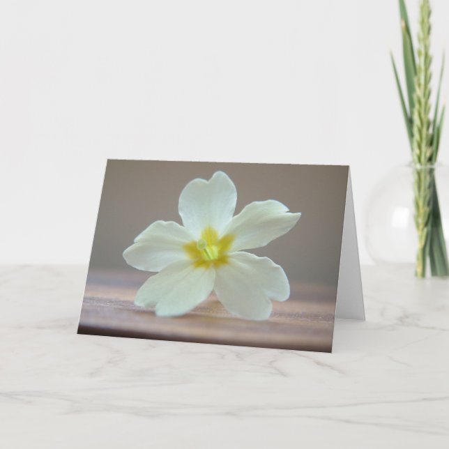 Primrose Kort (Framsida)