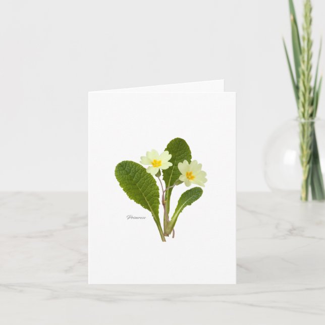 Primrose Kort (Framsida)