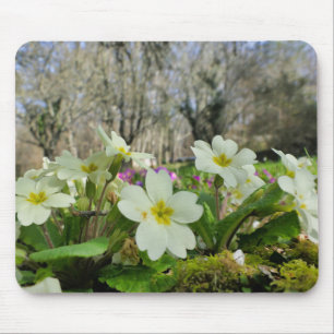 Primrose Musmatta