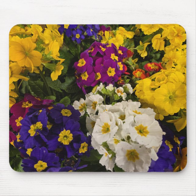 Primrose Musmatta (Framsidan)