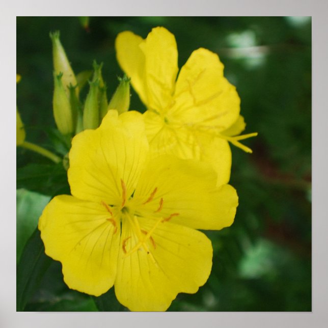 Primrose Poster kvällen (Framsidan)