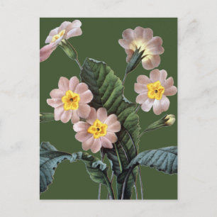 Primrose (Primula Aucalis) Vykort