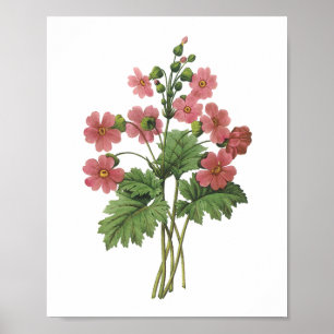 primrose(Primula sinensis) från Redouté Poster
