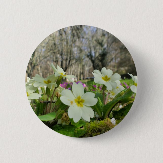 Primrose (Primula vulgaris) Badge Knapp (Framsida)