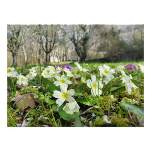 Primrose (Primula vulgaris) Fototryck