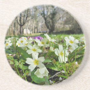 Primrose (Primula vulgaris) Underlägg