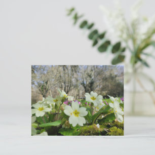 Primrose (Primula vulgaris) Vykort