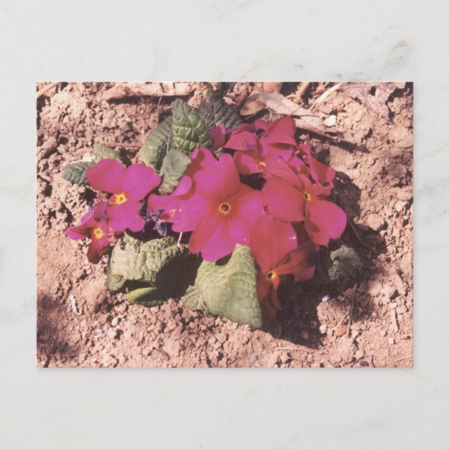 Primrose Vykort (Framsida)