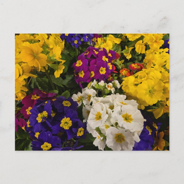 Primrose Vykort (Framsida)