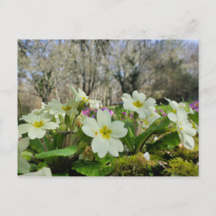 Primrose-vykort Vykort