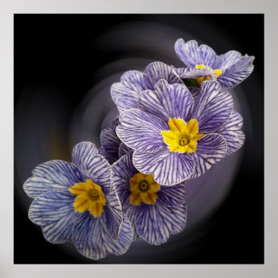 Primroseblommor Poster