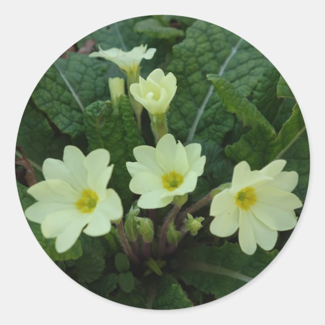 Primroses Sticker Runt Klistermärke (Framsida)