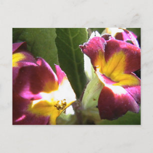primroses vykort