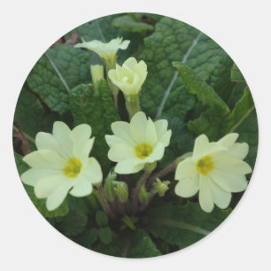 Primrosesklistermärke Runt Klistermärke