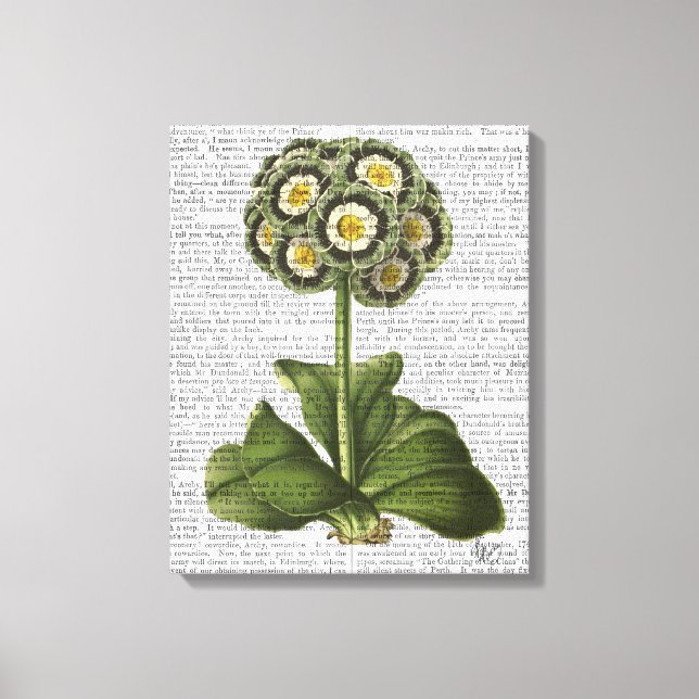 Primula Auricula Blue Canvastryck (Framsida)