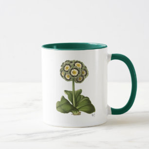 Primula Auricula Blue Mugg