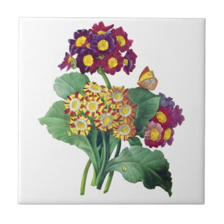 Primula Auricula - Cowgla- Pierre Joseph Redoute Kakelplatta