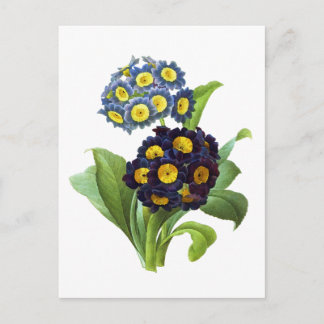 Primula Auricula - Cowgla- Pierre Joseph Redoute Vykort