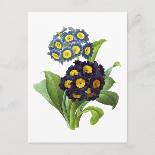 Primula Auricula - Cowgla- Pierre Joseph Redoute Vykort (Framsida)