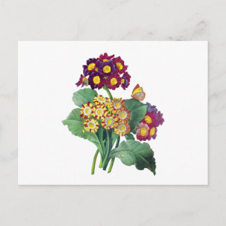 Primula Auricula - Cowgla- Pierre Joseph Redoute Vykort