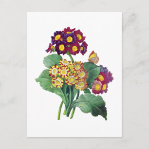 Primula Auricula - Cowgla- Pierre Joseph Redoute Vykort