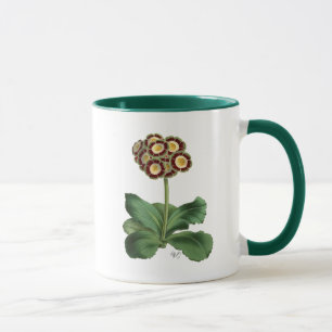 Primula Auricula Red Mugg
