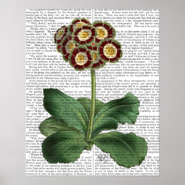 Primula Auricula Red Poster (Framsidan)