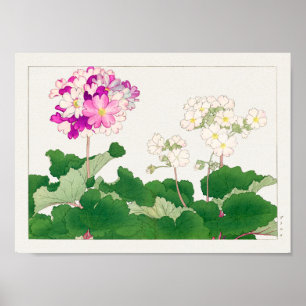 Primula av Tanigami Konan Poster