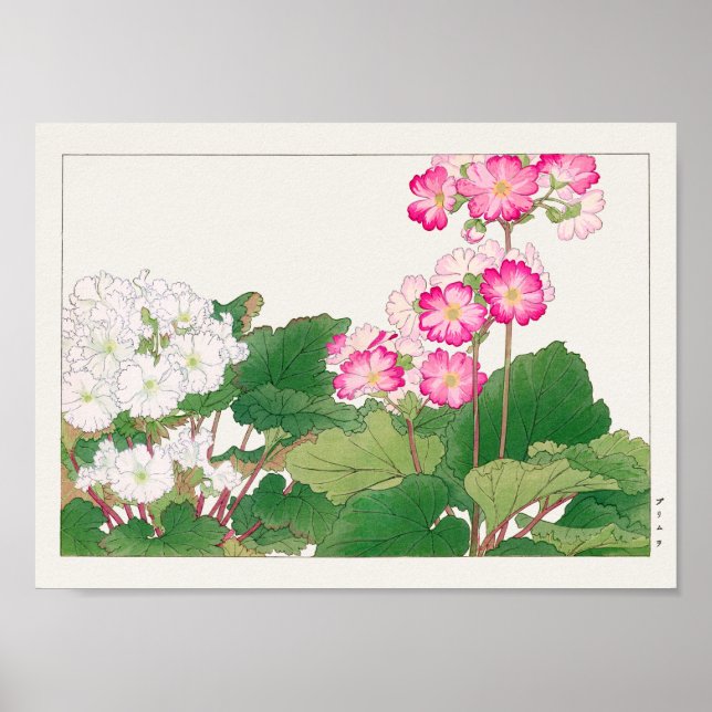 Primula av Tanigami Konan Poster (Framsidan)