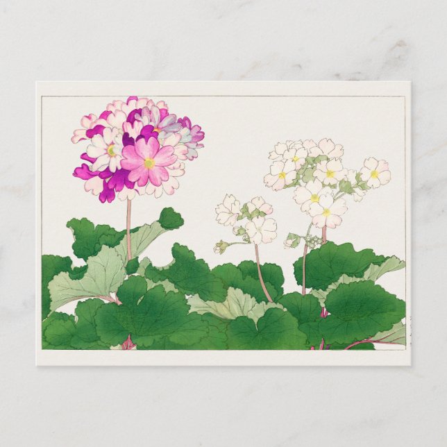 Primula av Tanigami Konan Vykort (Framsida)