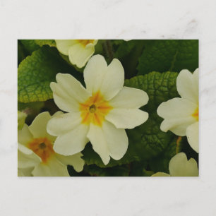 Primula brevidorsis vykort