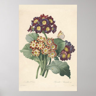 Primula-Kanvastryck Poster