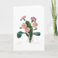 Primula