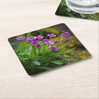 Primula maguirei blomfotografi © Sandy Long Underlägg Papper Kvadrat