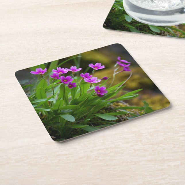 Primula maguirei blomfotografi © Sandy Long Underlägg Papper Kvadrat (Vinklad)