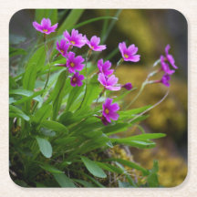 Primula maguirei blomfotografi © Sandy Long