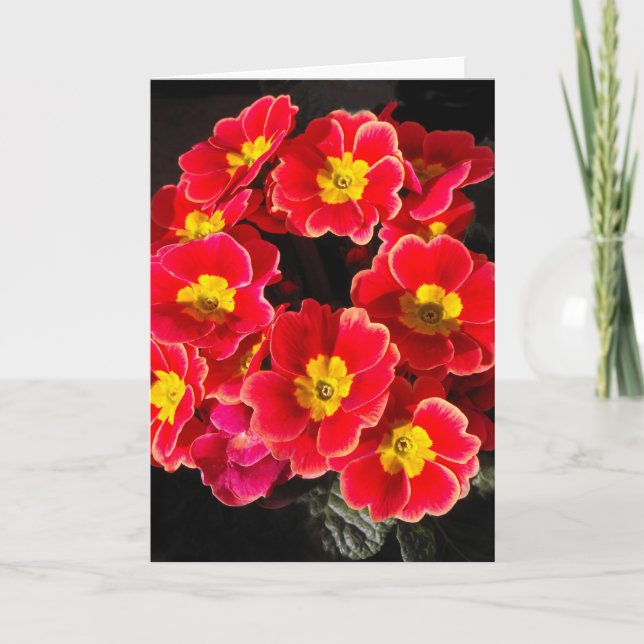 Primula på våren helgkort (Framsida)