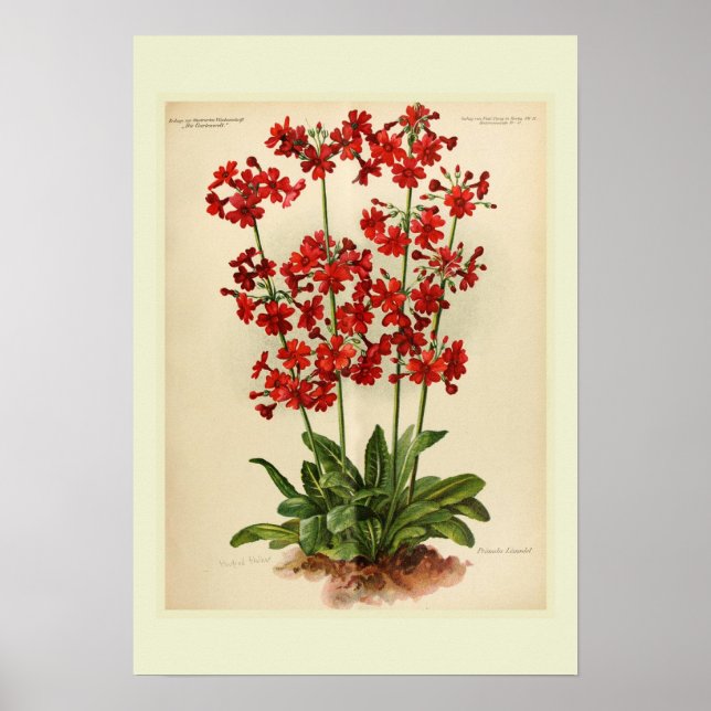 Primula Poster (Framsidan)