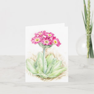 Primula primrose rosa Botaniskt konturkort Tack Kort
