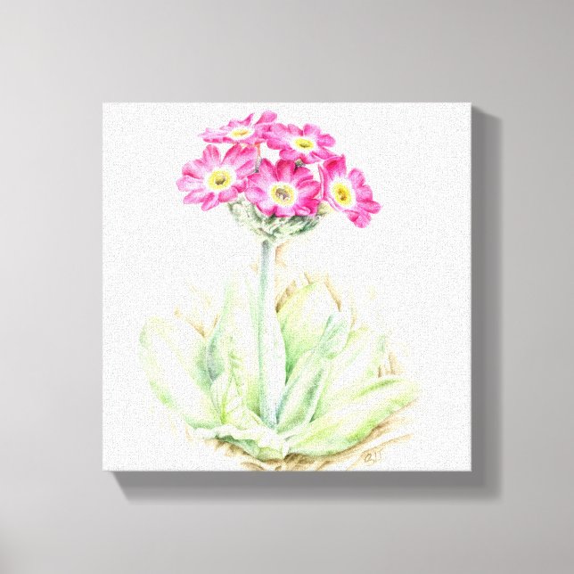 Primula rosa canvas finkonst tryck (Framsida)
