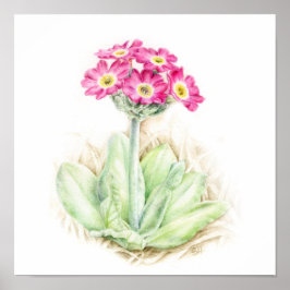 Primula scotia alpine vattenfärgsart poster