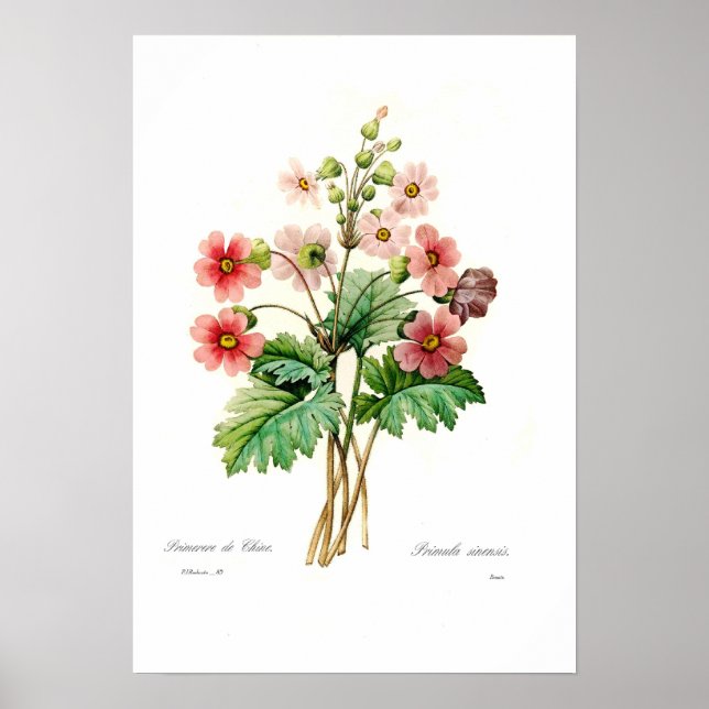 Primula sinensis poster (Framsidan)