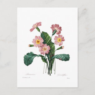 Primula Vykort