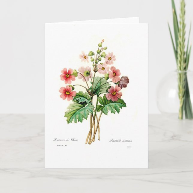 Primulasinensis Kort (Framsida)